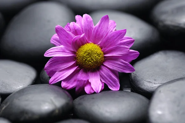 Daisy in black stones — Stock Photo, Image