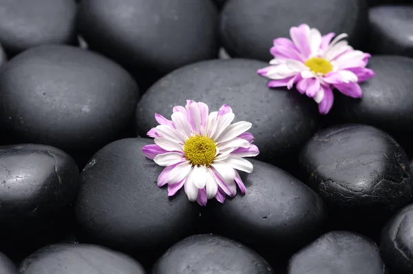Gerbera daisy in black stones — Stock Photo, Image