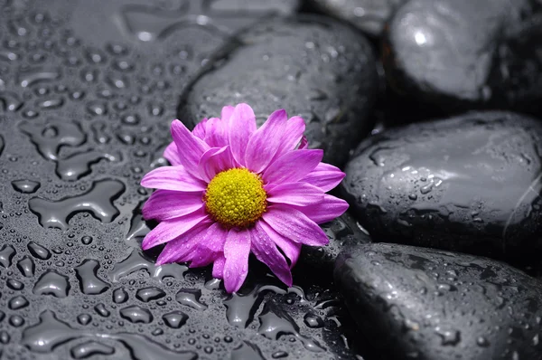 Marguerite gerbera en pierres noires — Photo