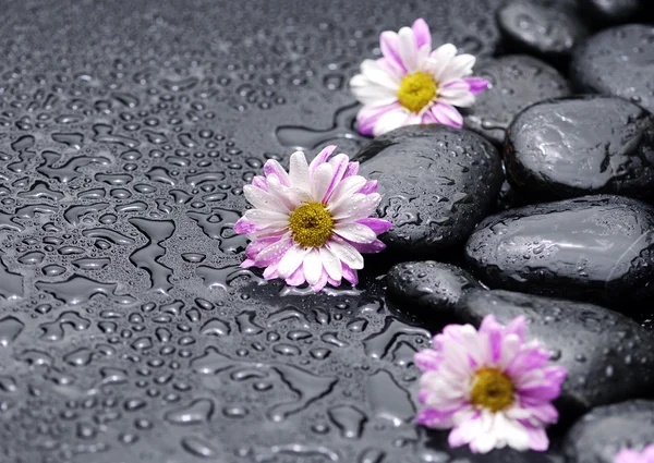 Gerbera daisy in black stones — Stock Photo, Image