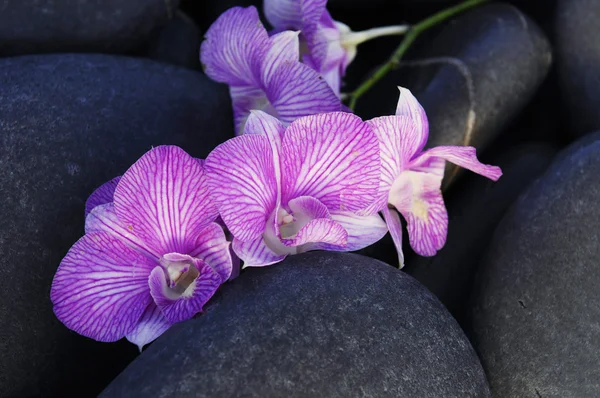 Orchidee auf Kieseln — Stockfoto