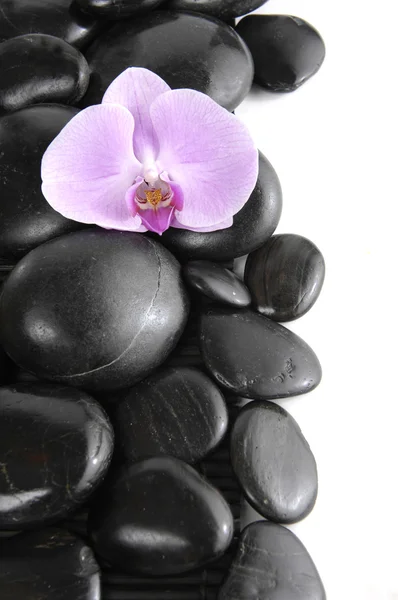 Orchidej na oblázky — Stock fotografie