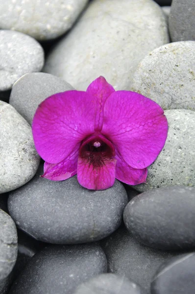 Orchid on pebbles — Stock Photo, Image