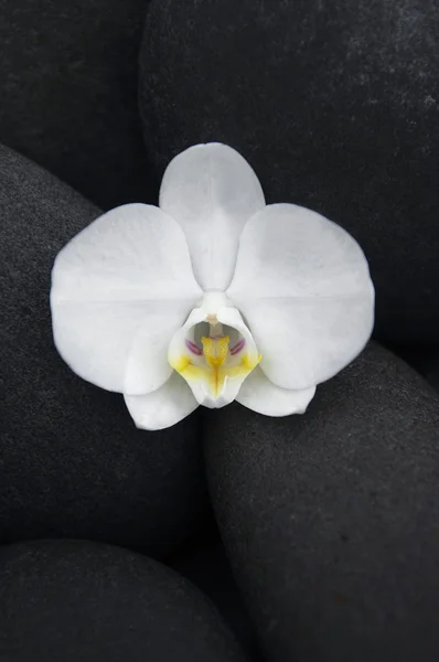 Orchidee auf Steinen — Stockfoto