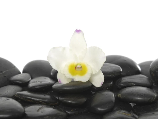 Orchid on stones — Stock Photo, Image