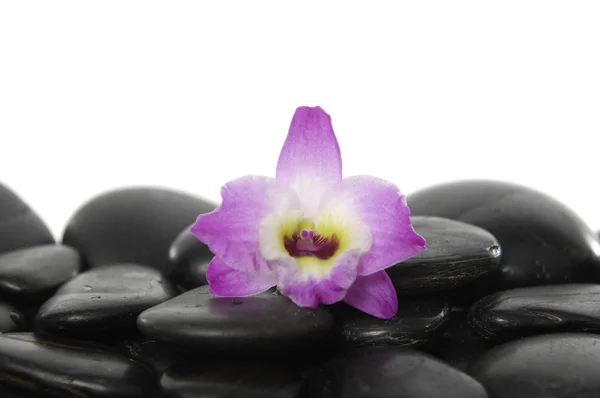 Орхидея на гальке — стоковое фото