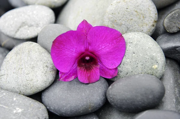 Orchid on pebbles — Stock Photo, Image