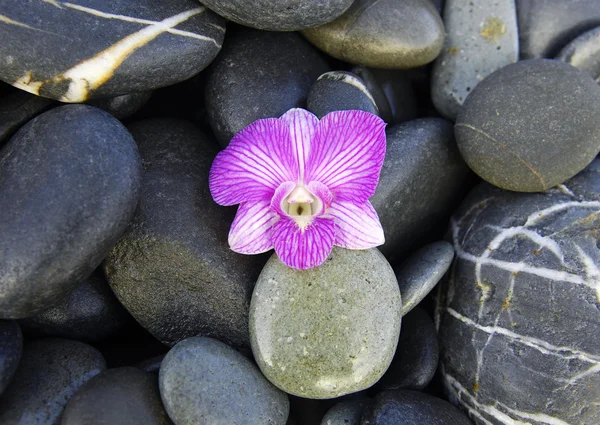 Orchid on pebbles — Stock Photo, Image