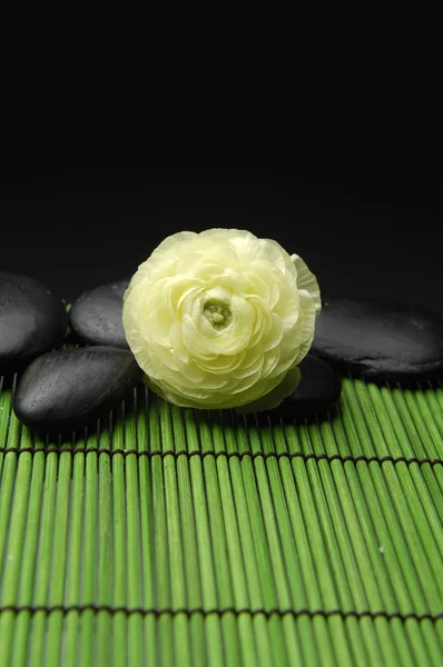 Ranunculus flower with stones — Stock Photo, Image