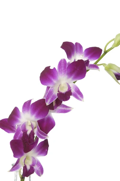 Orchidee — Stockfoto