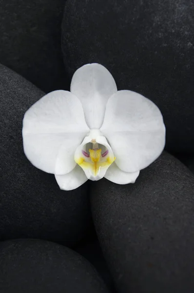 Orquídea sobre piedras Fotos De Stock