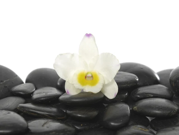 Orquídea sobre piedras Imagen De Stock