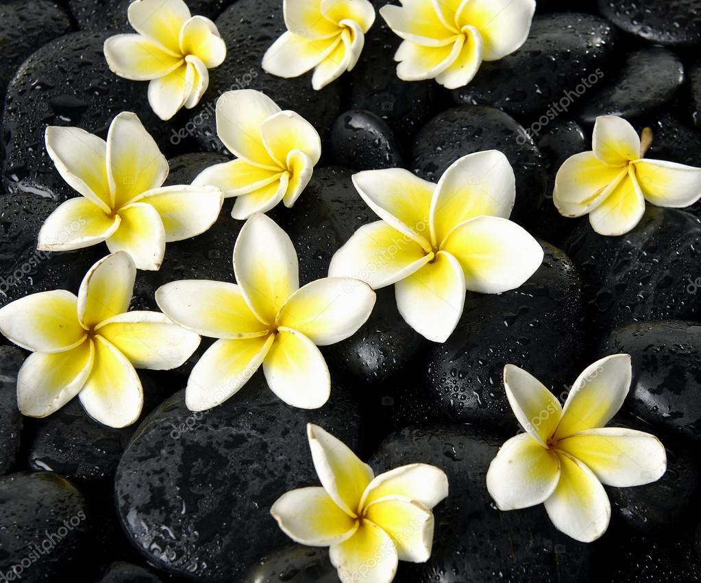 Frangipani flower on black pebbles — Stock Photo © skywing 22853956