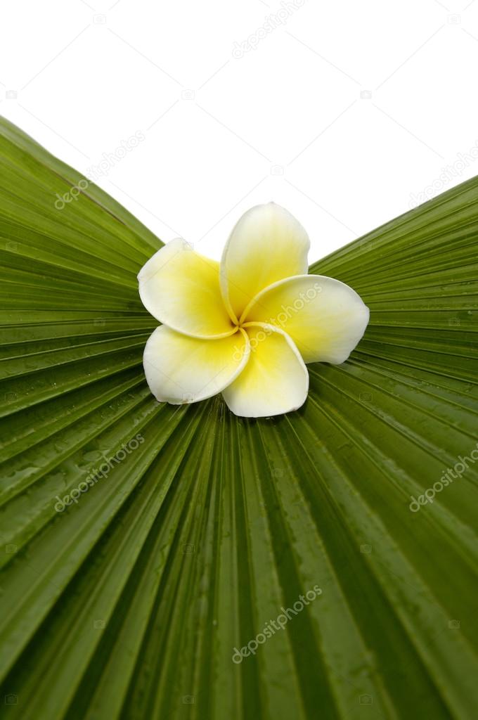 frangipani on palm leaf