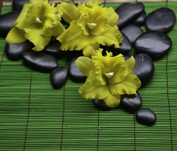 Orquídea amarilla con piedras — Foto de Stock