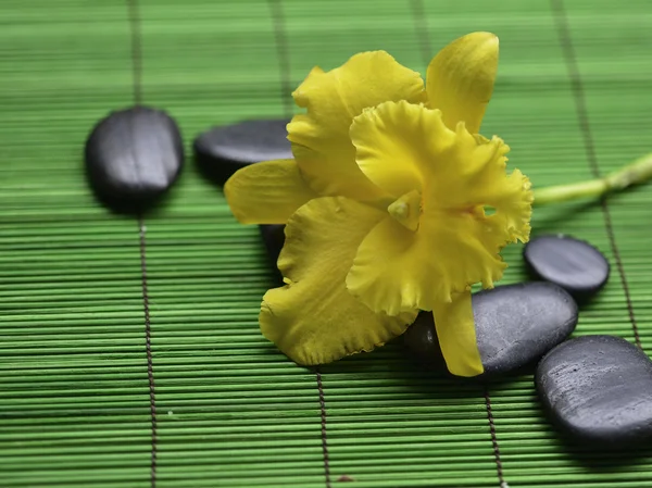 黄色的兰花，石头 图库照片