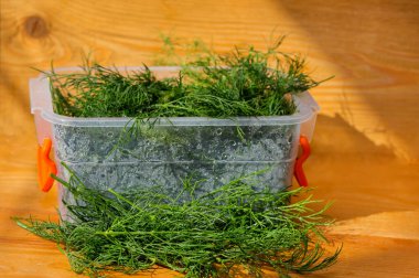 Ahşap arka planda taze dereotu. Plastik bir kabın içinde. Kahverengi arka planda Dill sprigs. Sulu dereotu. eko ürünleri
