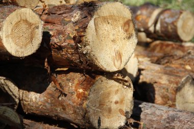 Günlük kayıtları