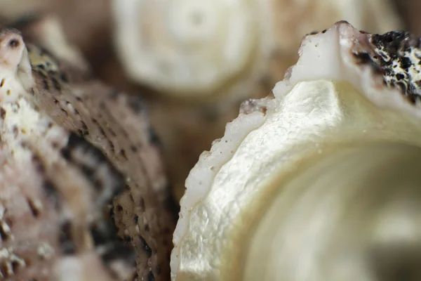 Seashells close-up — Stock Photo, Image