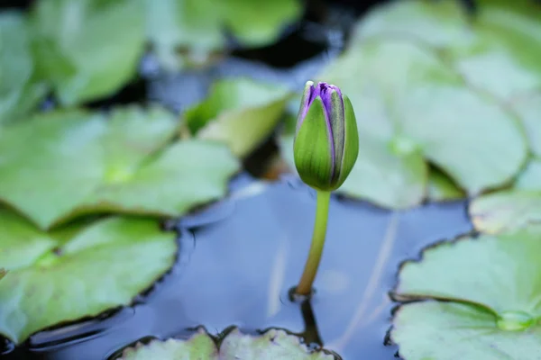 Water lily — Stock Photo, Image