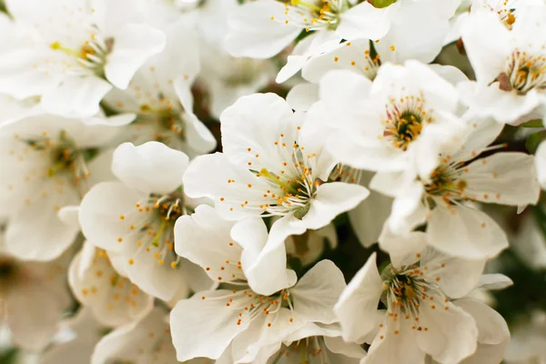 Lentebloemen zijn gewoon bloeien bloemblaadjes — Stockfoto