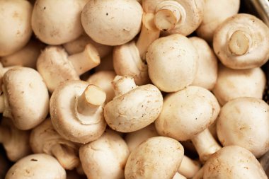 taze mantar arka plan