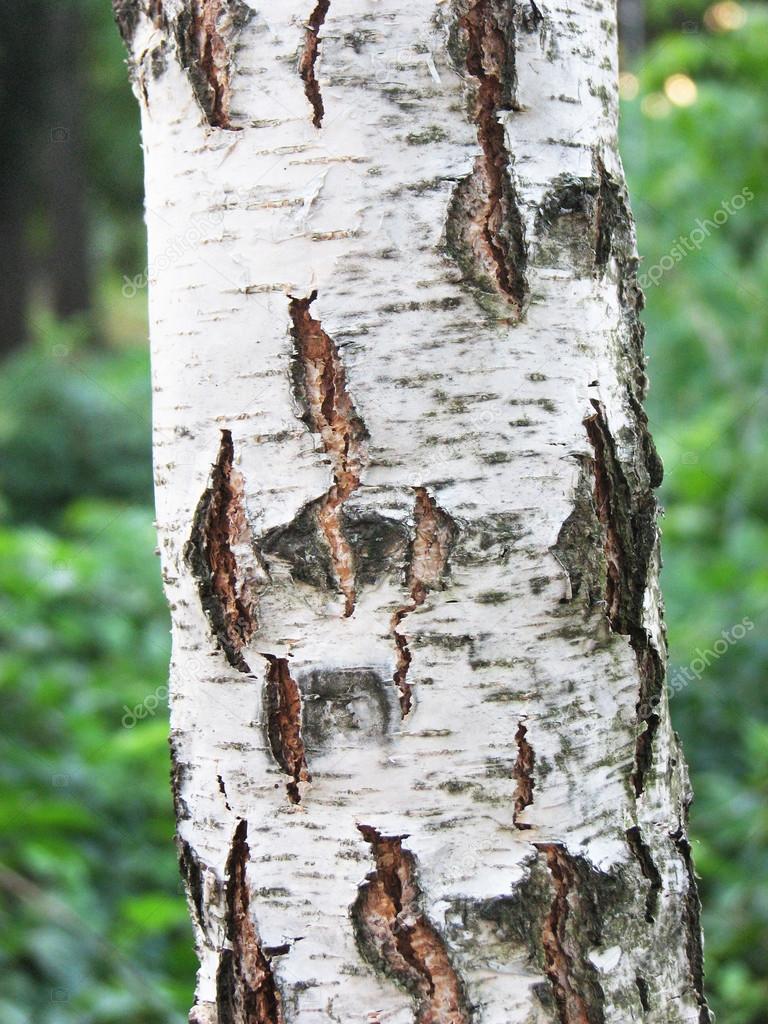 Cracked birch bark