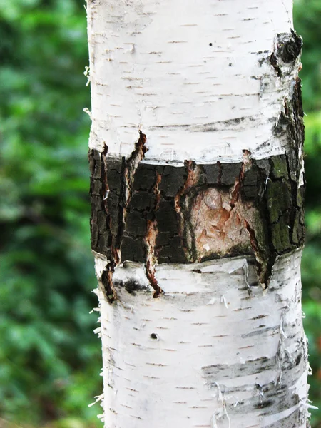 Birch gövde — Stok fotoğraf