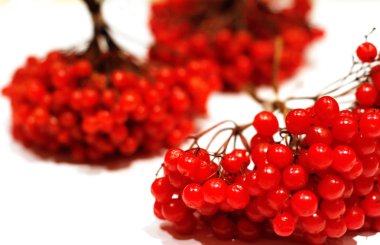 Kırmızı Kartopu çiçeği