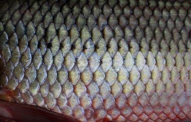 Balık ölçekler tam kare