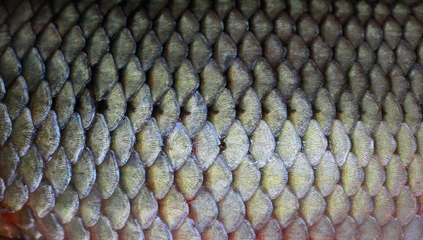 Escalas de pescado —  Fotos de Stock