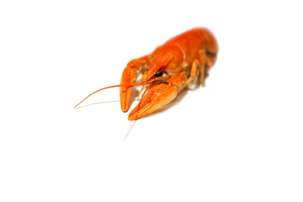 One crawfish on white background — Stock Photo, Image