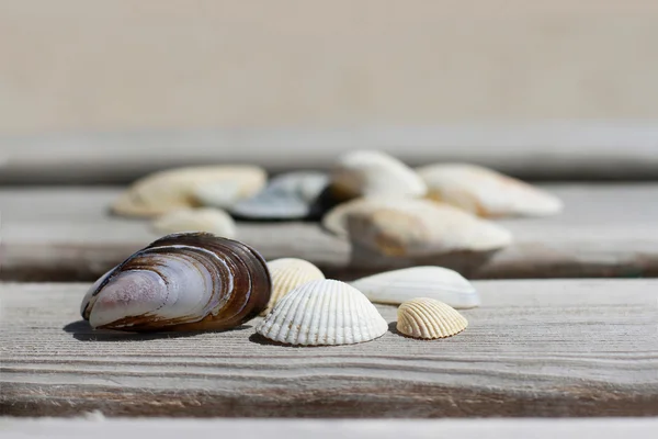 Ordinary  seashells — Stock Photo, Image