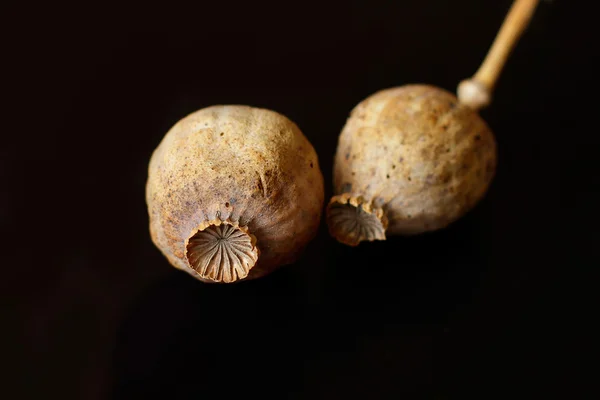 Opium poppy close-up on black background — Stock Photo, Image