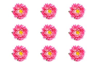 pembe Aster arka planı olarak kullanma