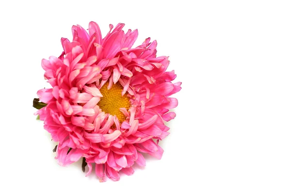 Rosa Aster aus nächster Nähe — Stockfoto