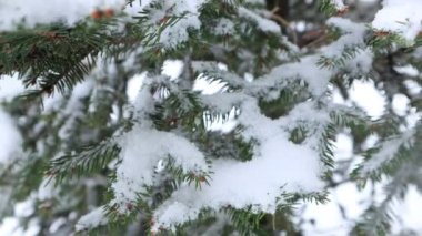 Noel ağacının dallarına kar taneleri düşer. 4K Çözünürlüğü