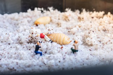 Minyatür insanlar: Sazan kurtçuğu larvalarını alan fotoğrafçı