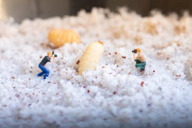 Minyatür insanlar: Sazan kurtçuğu larvalarını alan fotoğrafçı