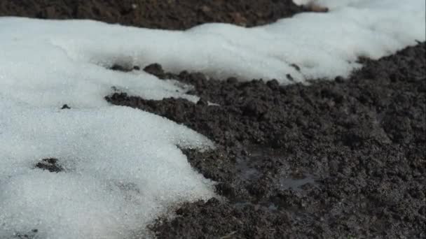 Zeitraffer: Schneeschmelze auf dem Boden. Frühling im Hintergrund. Die Erde, die aus Schnee taute — Stockvideo