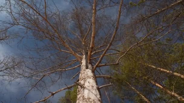 Toter Baum vor dem Hintergrund rollender Wolken, Ansicht von unten. Konzept: Globaler Klimawandel — Stockvideo