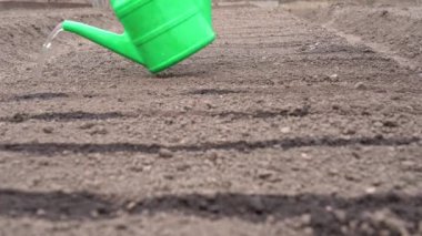 Sulama kabından akan su kuru toprağa dökülür. Tohum ekmeden önce toprağın sulanması.