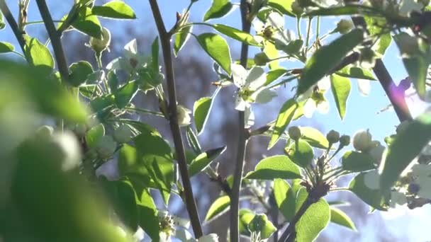 Gałęzie kwitnącej jabłoni ze słońcem na tle nieba — Wideo stockowe