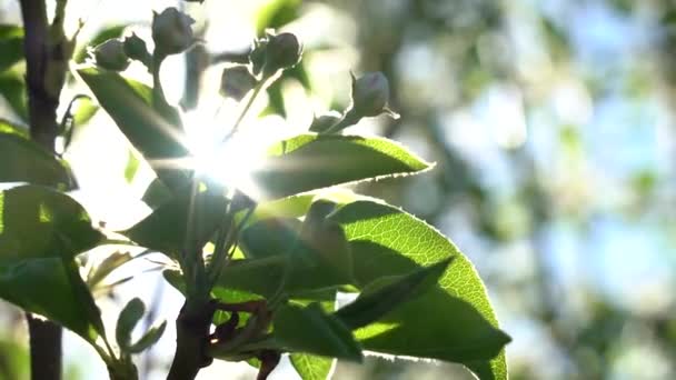 Gałęzie kwitnącej jabłoni ze słońcem na tle nieba — Wideo stockowe