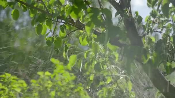 Riego regando árboles y césped. Riego de hierba de jardín — Vídeos de Stock