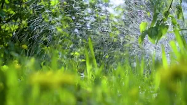 灌漑用水木や芝生。庭草の散水 — ストック動画