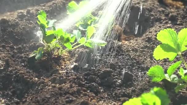 Riega la planta en el jardín y planta plántulas de fresa en el suelo — Vídeos de Stock