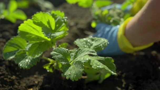 Planta plántulas de fresa en el suelo — Vídeo de stock