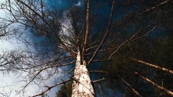 2016 년 2 월 1 일에 확인 함 . Dead Tree on the Background of Rolling Clouds, Bottom View. 개념: 세계적 인 기후 변화 — 비디오