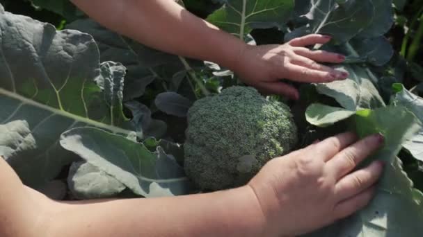 Een vrouwenhanden houden rijpe broccoli greens vast. — Stockvideo